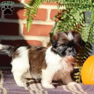 Duchess, Shih Tzu Puppy